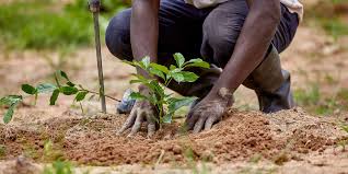 planting